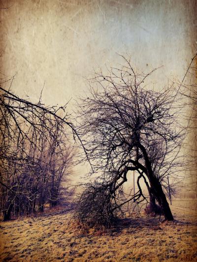 "Stare drzewo"